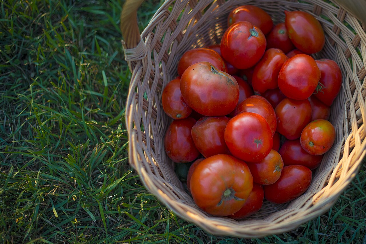 A wicker basket of ripe red tomatoes on grass